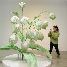 وادی کاغذ کے پھولوں کی للی